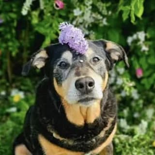 Belle, chienne de la pension