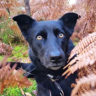 Gypsie, chienne d’Adeline