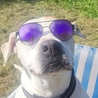Hailey, chienne de Sabrina
