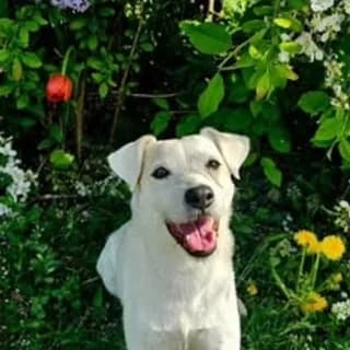 Harley, chienne de la pension
