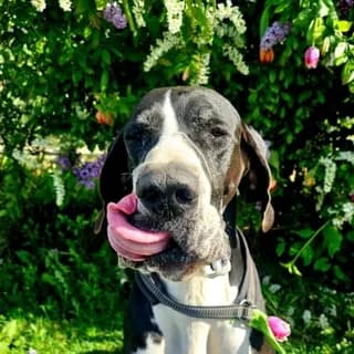 Pixel, chien de Sabrina